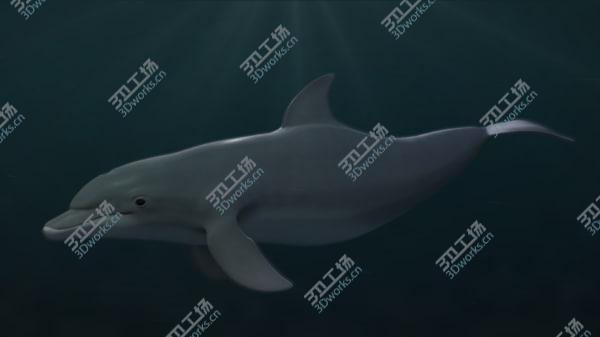 images/goods_img/20210312/Tursiops truncatus 3D/5.jpg